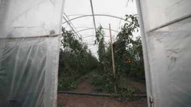 Güneşli bir baharın ilk günlerinde gelişen domates bitkileriyle dolu bir serayı keşfetmek.