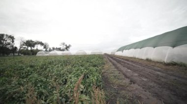 Zirai bir ortamda, bulutlu bir günde çeşitli ürünlerin sergilendiği uçsuz bucaksız bir serayı keşfetmek.