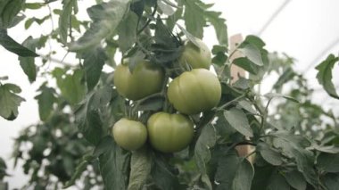 Yaz mevsiminde serada yetişen yeşil domatesler.