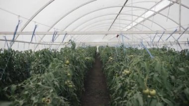 Yaz mevsiminde geniş bir yapıda domates serası yetiştirme tekniklerini keşfetmek.