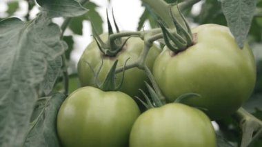 Yemyeşil domateslerle dolu, yemyeşil bir serayı keşfediyorum.