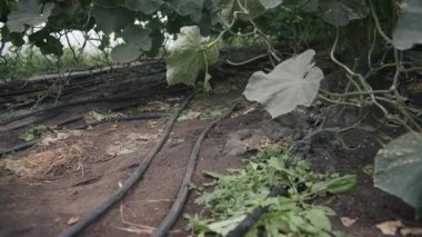 Su hortumu. Gelişen bitkilerle dolu yemyeşil bir sera bahçesini keşfetmek ve sıcak, güneşli bir yerde organik büyüme.