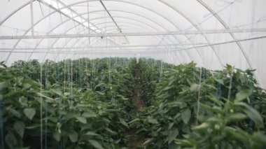 Büyüme mevsiminde yeşeren bitkilerle dolu canlı bir serayı keşfetmek.