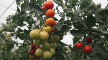 Sakin bir serada olgunlaşan canlı domatesler büyüleyici bir şekilde ağır çekimde yakalanır.