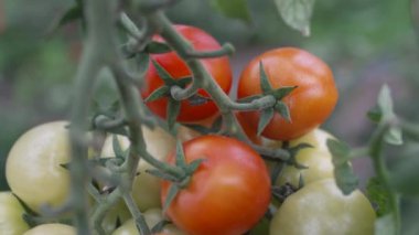 Yavaş çekim sırasında canlı bir serada sallanan olgun domateslerin nefes kesici güzelliği.