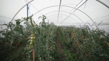 Canlı domateslerin yemyeşil bir serada olgunlaşması büyüleyici bir yavaş çekim.
