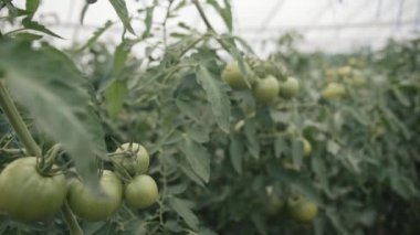 Güneşli bir serada büyüyen yeşil domateslerin huzur veren güzelliğini keşfetmek yavaş çekimde büyülenir.