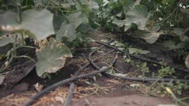 Yavaş çekimde seranın büyüleyici dünyasını keşfedin. Doğanın ayrıntıları yemyeşil yaprakların altında canlanır.