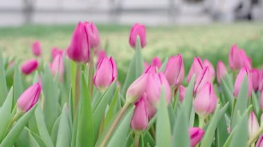 Çiçek çiftliğindeki canlı bir bahar gününde laleler ağır çekimde zarifçe sallanıyor.