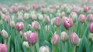 Canlı lale tarlaları, bahar güneşinde sergilenen güzel çiçekleri huzurlu bir bahçede sergiliyor.