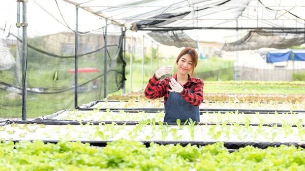 Farmer worked  doing preparing and care vegetable or nurse growth plants Hydroponic organic in greenhouse.  Asian women gardener in agriculture industry. Hydroponic agricultural system.  Business small concept