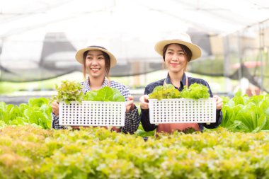 Owner farmer working and care vegetable or nurse growth plants Hydroponic organic in greenhouse.  Asian family women gardener in agriculture industry. Hydroponic agricultural system.  Business small concept