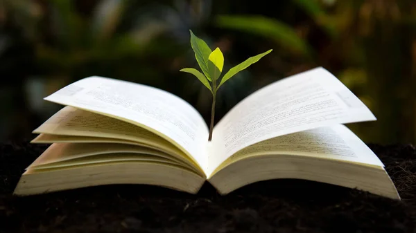 Plant growing on the book for education together and success.  Saving money planning future education. Green nature background, copy space