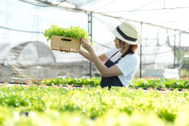 Owner farmer working and care vegetable or nurse growth plants Hydroponic organic in greenhouse.  Asian family women gardener in agriculture industry. Hydroponic agricultural system.  Business small concept