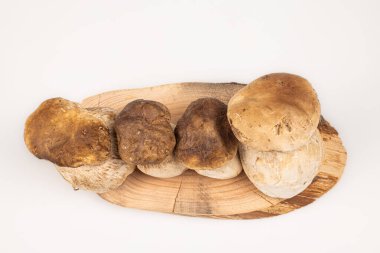 Bir grup taze mantar, tahta tahtada beyaz arka planlı boletus edulis.