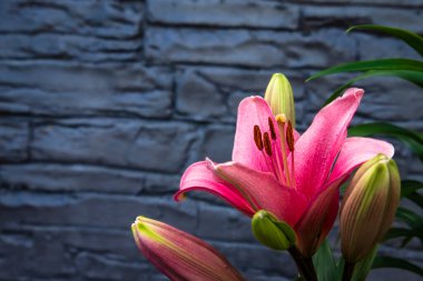 Pink lilies growing in the home garden, lilies on stamped concre
