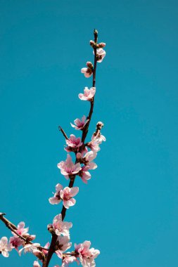 Bahar geliyor, şeftali çiçekleri berrak bir gökyüzüne karşı