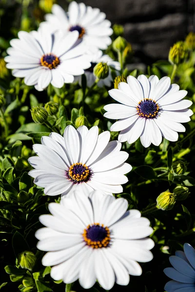 Beautiful daisies growing in the home garden