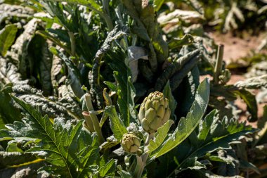 Levante bölgesinde enginarların organik yetiştirilmesi
