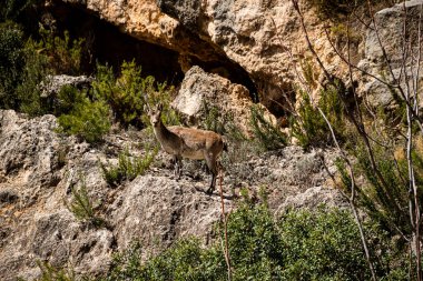 Küçük bir dağ keçisi dağa tırmanıyor.