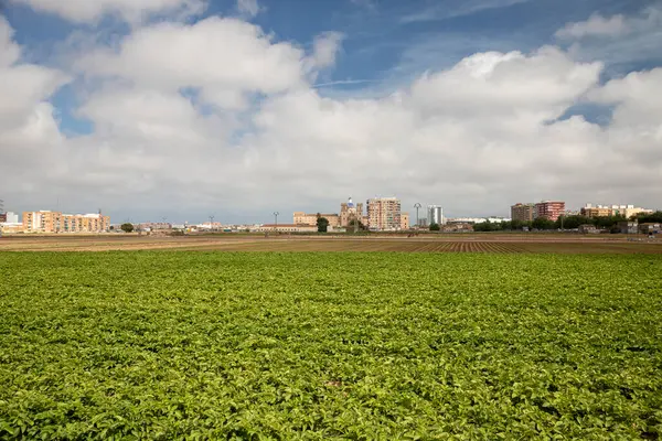 Urban agriculture, cultivated field next to the city