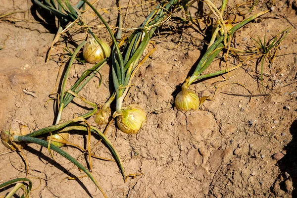 Onion Plantation Onions Buried Ground Stock Photo