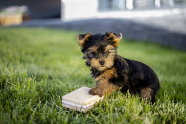 Yorkshire köpek yavrusu evdeki bahçede oynuyor.