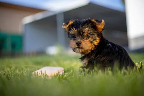Yorkshire köpek yavrusu evdeki bahçede oynuyor.