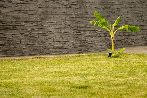 Small Banana Tree Growing Lawn House Decoration — Stock Photo, Image