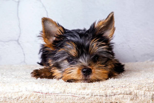 Yorkshire köpeği stüdyoda poz veriyor.