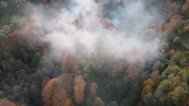 秋の色で飾られた木々に囲まれた壮大な森 — ストック動画
