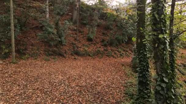 Een Prachtig Bos Vol Bomen Versierd Met Herfstkleuren — Stockvideo