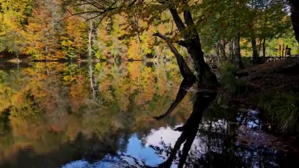 Sonbahar Renkleriyle Kaplı Bir Ormanın Etkileyici Manzarası Göldeki Yansımaları — Stok video