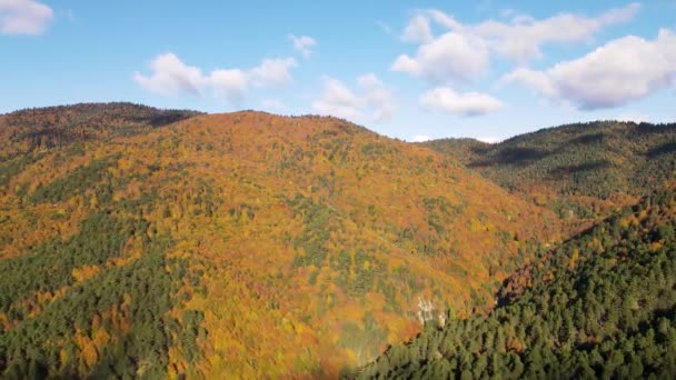 Magnifik Skog Full Träd Dekorerade Med Höstfärger — Stockvideo