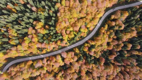Sonbahar Renkleriyle Süslenmiş Ormandan Geçen Yolun Drone Görüntüsü — Stok video