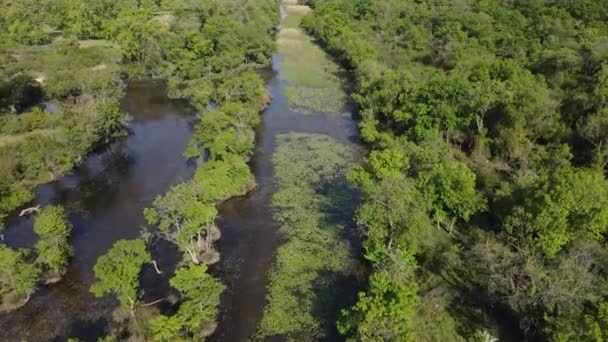 Затоплені Ліси Лісові Масиви Покриті Мілководдям Ліси Екологічно Біологічно Економічно — стокове відео