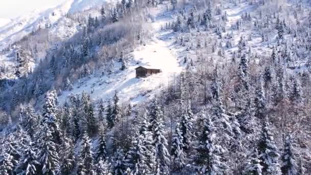 Neve Cobriu Montanhas Florestas Árvores Florestas Pinheiro Cedro Chifres Uma — Vídeo de Stock