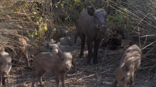 森林里的野猪在牛群中游荡的图像 — 图库视频影像