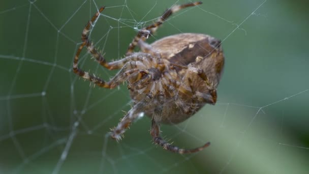 Makroaufnahme Einer Spinne Die Beute Ihren Netzen Fängt — Stockvideo