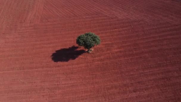 Afbeelding Van Landbouwgrond Van Rode Grond Met Een Enkele Fruitboom — Stockvideo