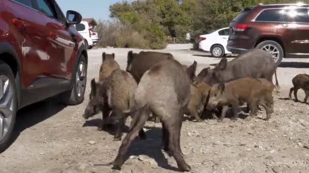 Gambar Kawanan Babi Hutan Berkeliaran Antara Orang Orang Dan Kendaraan — Stok Video
