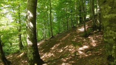 Hava kalitesi ve kereste endüstrisi açısından önemli bir yere sahip olan korna direği ağacı ve ormanların manzarası.