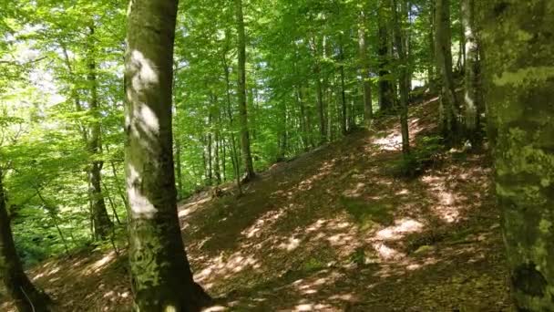 空気の質と木材産業の面で重要な場所を持っているホーンビームの木や森の景色 — ストック動画
