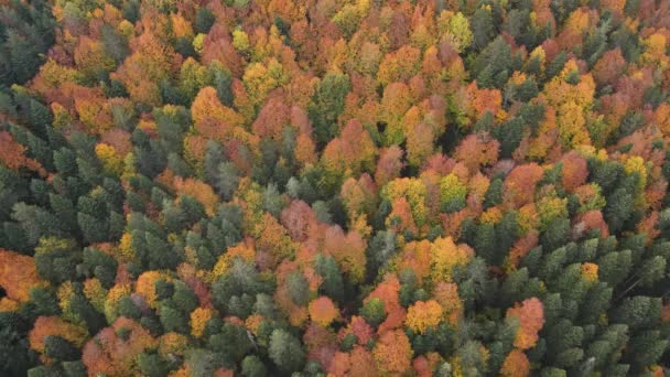 Una Magnifica Foresta Piena Alberi Decorati Con Colori Autunnali — Video Stock