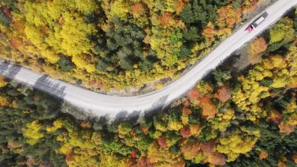 紅葉に彩られた森の中を抜ける道のドローンビュー — ストック動画