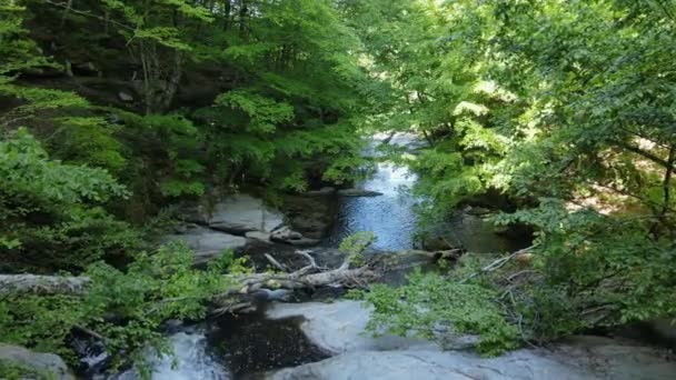 Uma Vista Rio Que Flui Através Florestas Chifres Exuberantes Fonte — Vídeo de Stock