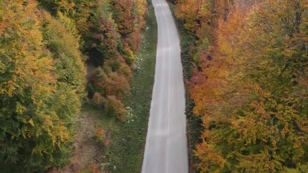 Sonbahar Renkleriyle Süslenmiş Ormandan Geçen Yolun Drone Görüntüsü — Stok video