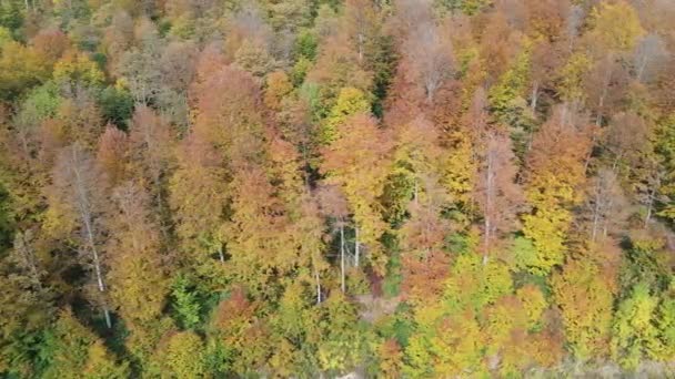 Ένα Υπέροχο Δάσος Γεμάτο Δέντρα Στολισμένα Φθινοπωρινά Χρώματα — Αρχείο Βίντεο