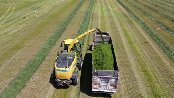 Harvest Image Work Machines Combines Trucks Working Green Fields Agricultural — Stock Video