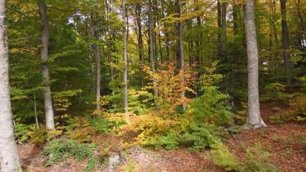 Великолепный Лес Полный Деревьев Украшенных Осенними Красками — стоковое видео